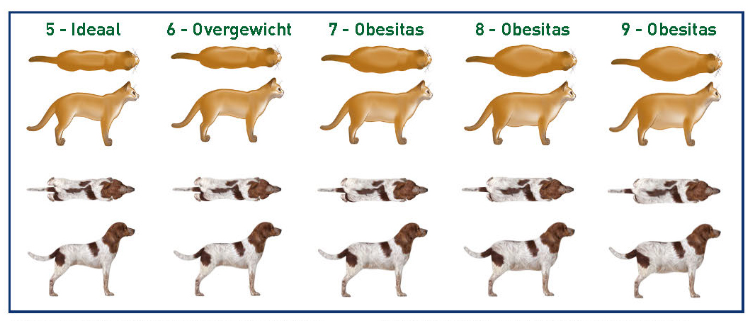 Twijfelt u over het gewicht van uw huisdier?